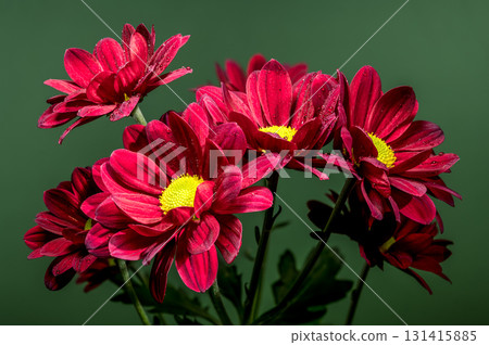 Vibrant Red Chrysanthemums with Dewdrops Against a Deep Green Background 131415885