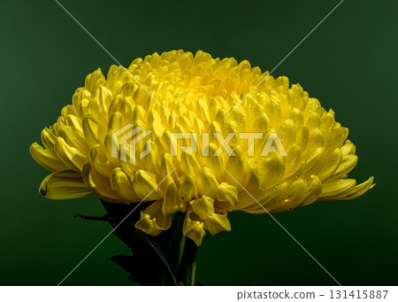 Radiant Yellow Chrysanthemum Against a Deep Green Background Radiant Yellow Chrysanthemum Against a Deep Green Background 131415887
