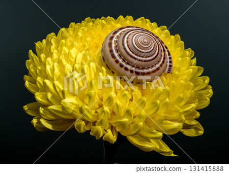 Radiant Yellow Chrysanthemum with a Snail Shell Radiant Yellow Chrysanthemum with a Snail Shell 131415888