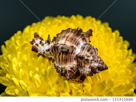 Single Sea Shell on a Yellow Chrysanthemum Single Sea Shell on a Yellow Chrysanthemum 131415889