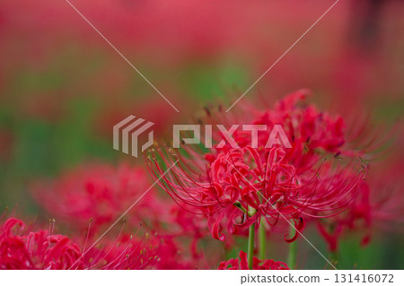 Deep red blooming spider lilies - spider lilies that stand out against a moist background Deep red blooming spider lilies - spider lilies that stand out against a moist background 131416072