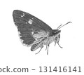 Daimyo Skipper_Pencil drawing 131416141