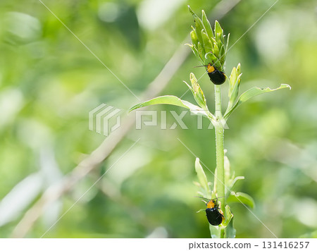 Black leaf beetle eating aphids 131416257