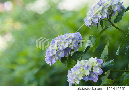 百合紫色繡球花 百合紫色繡球花 131416261