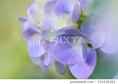 Close-up of blue hydrangea Close-up of blue hydrangea 131416262