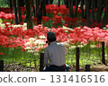 Red spider lily landscape 131416516