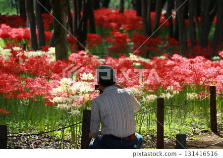 Red spider lily landscape 131416516