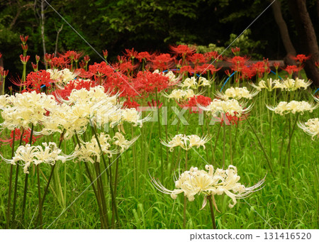 Cluster amaryllis Cluster amaryllis 131416520