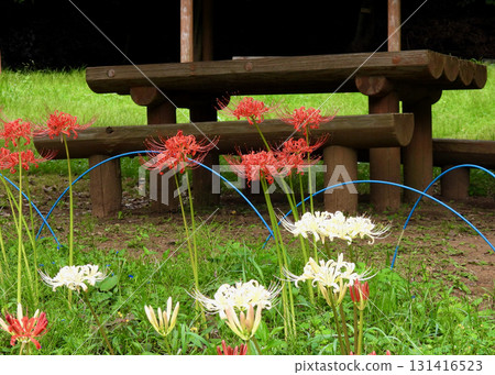 群集孤挺花 群集孤挺花 131416523