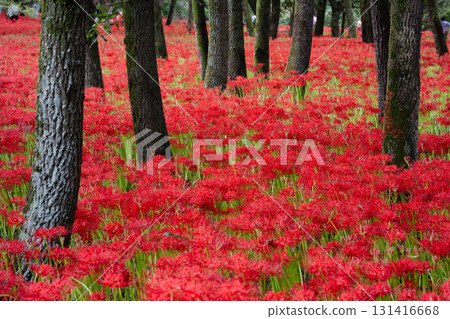 A red carpet of spider lilies spreads among the trees. A cluster of spider lilies brightly colors the autumn forest. 131416668