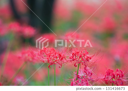 A forest of red spider lilies where clusters and trees blend together in harmony. The beauty of nature depicted in calm tones. A forest of red spider lilies where clusters and trees blend together in harmony. The beauty of nature depicted in calm tones. 131416673