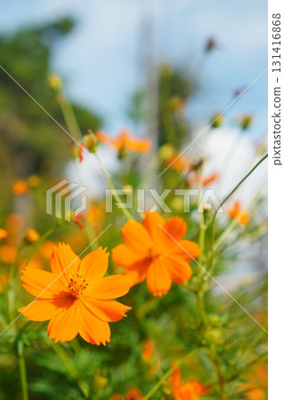 藍天背景下兩朵鮮豔的橙色波斯菊的特寫,捕捉大自然的美麗。 藍天背景下兩朵鮮豔的橙色波斯菊的特寫,捕捉大自然的美麗。 131416868