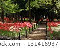 Red spider lily landscape 131416937