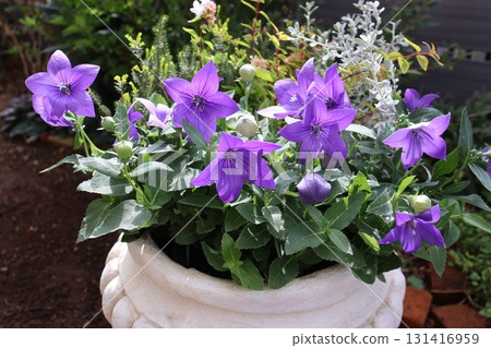 秋花風鈴草插花 131416959