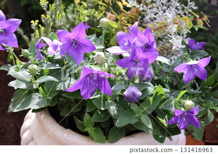 秋花風鈴草插花 131416963