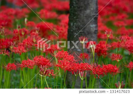 A swell of life: A swarm of red spider lilies dancing across the earth A swell of life: A swarm of red spider lilies dancing across the earth 131417023