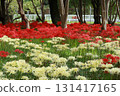 Red spider lily landscape 131417165