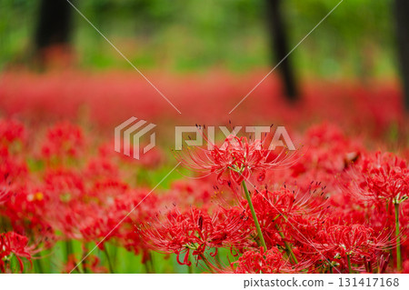 Swaying red rhythm: red spider lilies floating against a soft background Swaying red rhythm: red spider lilies floating against a soft background 131417168