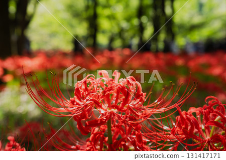 寂靜中的蜘蛛百合:前景中盛開的紅花,背景中隱約可見一個人影 寂靜中的蜘蛛百合:前景中盛開的紅花,背景中隱約可見一個人影 131417171