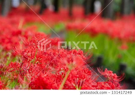 A carpet of red spider lilies spreads across the forest, shining in the silence A carpet of red spider lilies spreads across the forest, shining in the silence 131417249