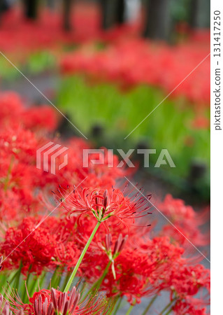 Along the burning road, red spider lilies nestled alongside the trees 131417250