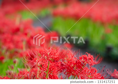 深紅色的私語：一朵蜘蛛百合在陽光下漂浮 131417251