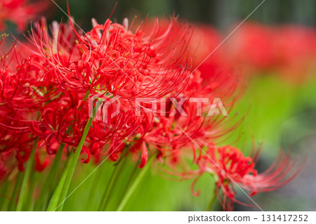 A flock of swaying crimson flowers, the rustling of red spider lilies blooming on the green path 131417252