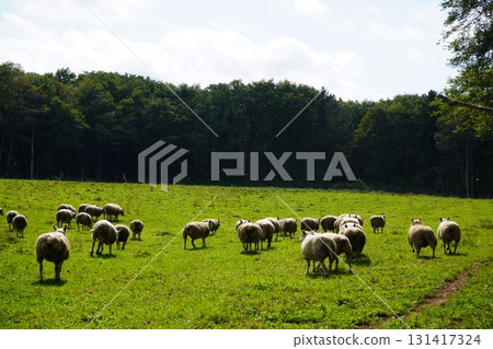 Sheep grazing peacefully 131417324