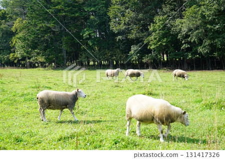 Sheep grazing peacefully Sheep grazing peacefully 131417326