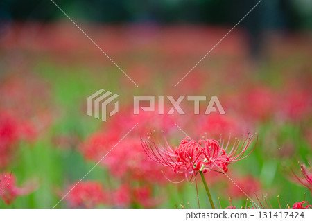 靜靜漂浮的紅花的陰影融入了柔和的綠色 131417424