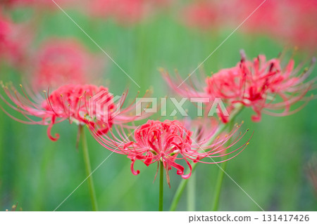 一簇鮮豔盛開的紅花，紅色的花朵在綠色的背景下格外醒目 131417426