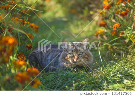 Beautiful cat with green eyes looking to camera in a blooming summer garden 131417505