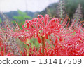 群集孤挺花 131417509