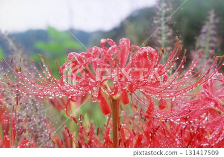 群集孤挺花 群集孤挺花 131417509