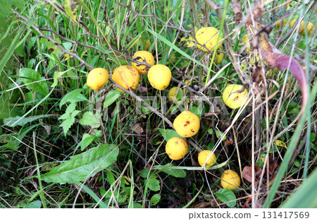 Yellow ripe quince fruits on a bush in the garden Yellow ripe quince fruits on a bush in the garden 131417569