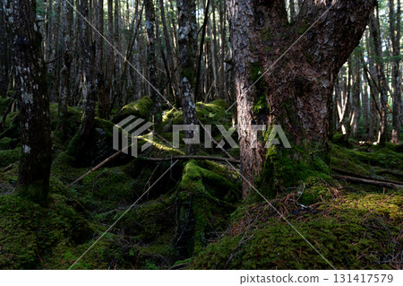 苔蘚森林八岳 苔蘚森林八岳 131417579