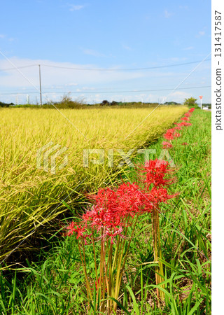 春分後的紅花 131417587