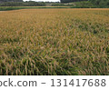 Golden rice ear 131417688