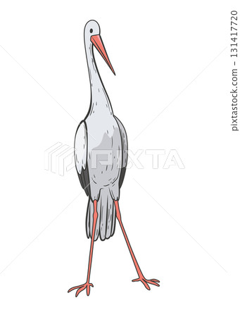Crane bird in realistic style, high quality detail. Vector illustration 131417720