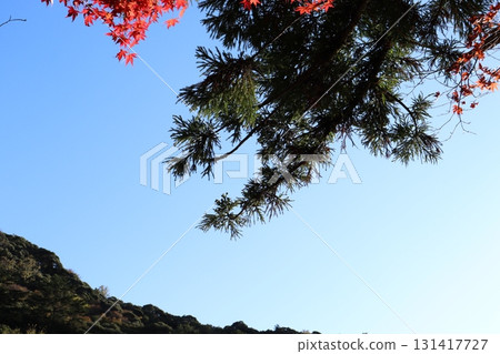 Autumn leaves and pine trees against the backdrop of Mount Hisamatsu and the blue sky 131417727