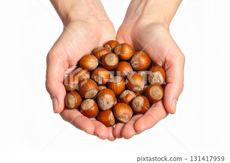 hazelnuts in hands hazelnuts in hands 131417959