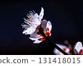 White plum blossoms that herald spring 131418015