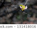 Kawazu cherry blossoms and a Japanese white-eye 131418016