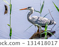 Landscape with reeds and grey herons 131418017
