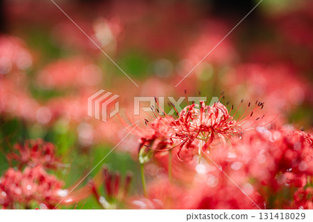 Vermilion flowers shining in the light. Wrapped in soft backlight, the petals of the red spider lily shine transparently. Vermilion flowers shining in the light. Wrapped in soft backlight, the petals of the red spider lily shine transparently. 131418029