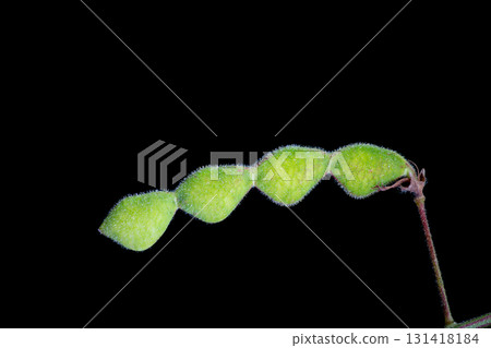 Pods of the Japanese bush clover (photographed in direct sunlight) Pods of the Japanese bush clover (photographed in direct sunlight) 131418184