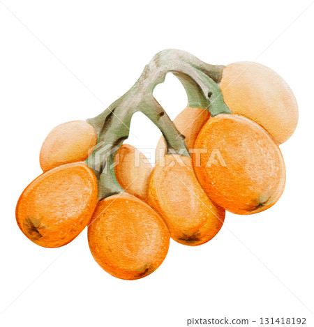 A branch with medlar fruits. The orange oval fruits resemble plums. A tropical delicacy. A large cluster of ripe berries. Botanical watercolor illustration isolated from the background. A branch with medlar fruits. The orange oval fruits resemble plums. A tropical delicacy. A large cluster of ripe berries. Botanical watercolor illustration isolated from the background. 131418192