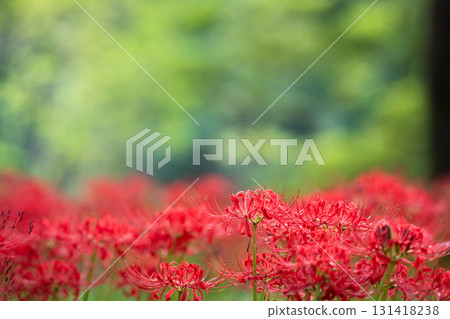 紅色的彼岸花和綠色背景:紅色和綠色的對比在秋天的背景下顯得格外突出 紅色的彼岸花和綠色背景:紅色和綠色的對比在秋天的背景下顯得格外突出 131418238