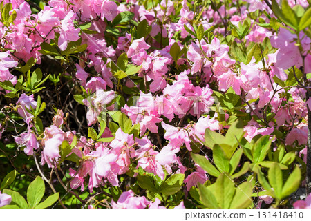 Pink rhododendron dauricum flowers close-up in springtime sunlight, Primorsky Krai Russia, showing vibrant wild blossoms and green foliage. Pink rhododendron dauricum flowers close-up in springtime sunlight, Primorsky Krai Russia, showing vibrant wild blossoms and green foliage. 131418410