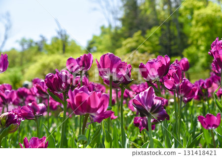 Vibrant purple double tulips Blue Diamond blooming in spring garden, lush layered petals glowing under sunlight with green foliage background. 131418421